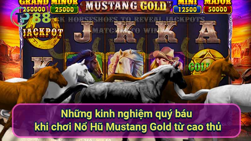 No-Hu-Mustang-Gold-3