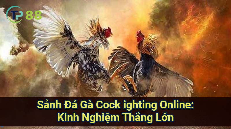 da-ga-cock-ighting